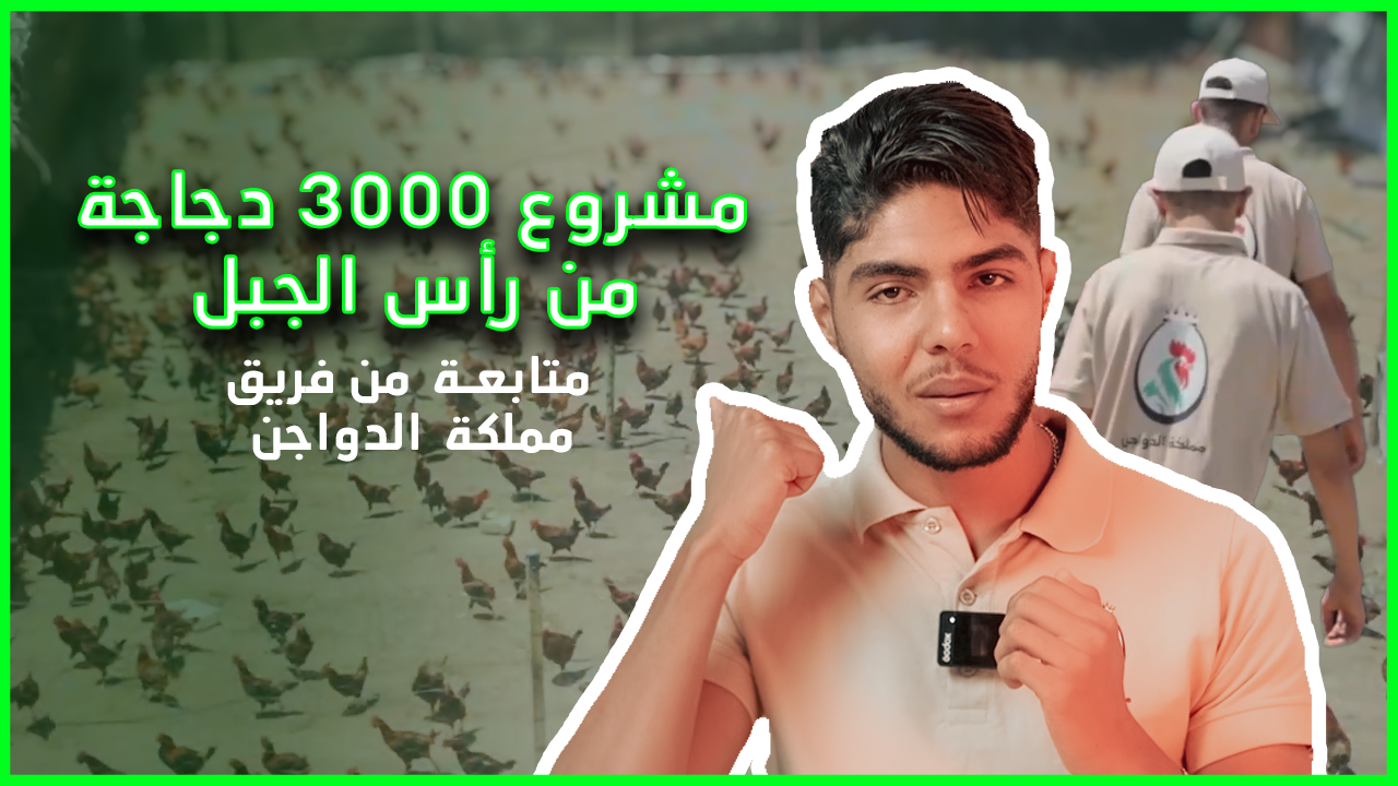 متابعة قطيع 3000 دجاجة رود آيلند (من منطقة رأس الجبل)